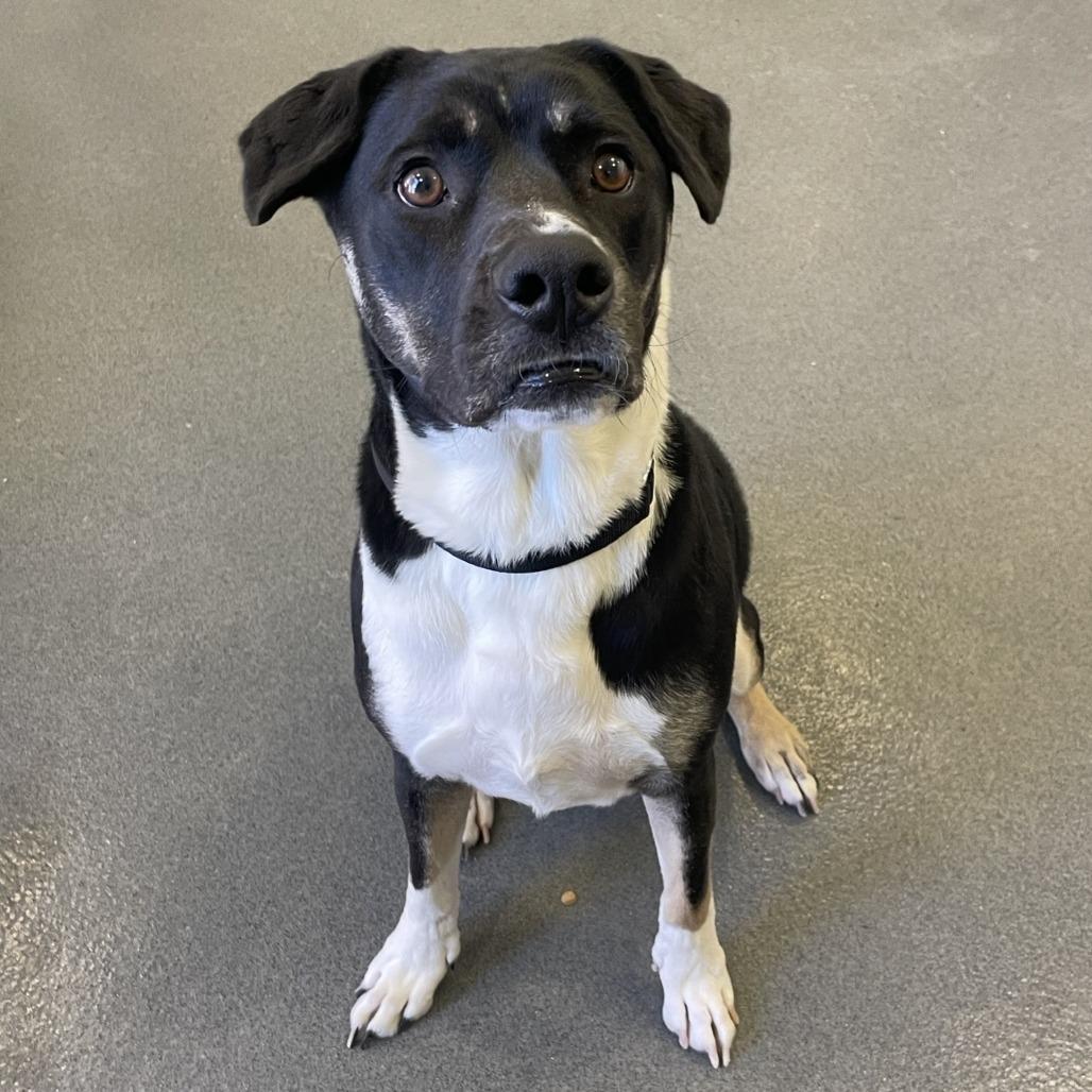 Enlarge Caliper, a ADOPTABLE mixed breed in Chicago, IL image 2/2