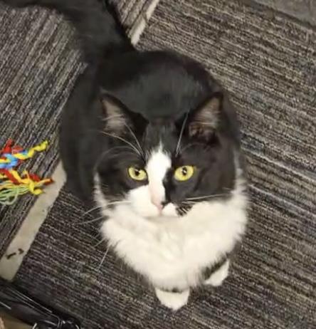 Rico Suave, handsome, charming & tuxedo baby!, an adopted mixed breed in Bonney Lake, WA image 5/6