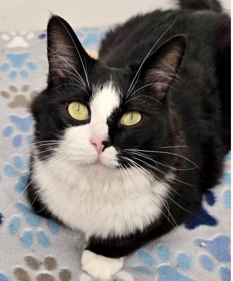 Rico Suave, handsome, charming & tuxedo baby!, an adopted mixed breed in Bonney Lake, WA image 2/6