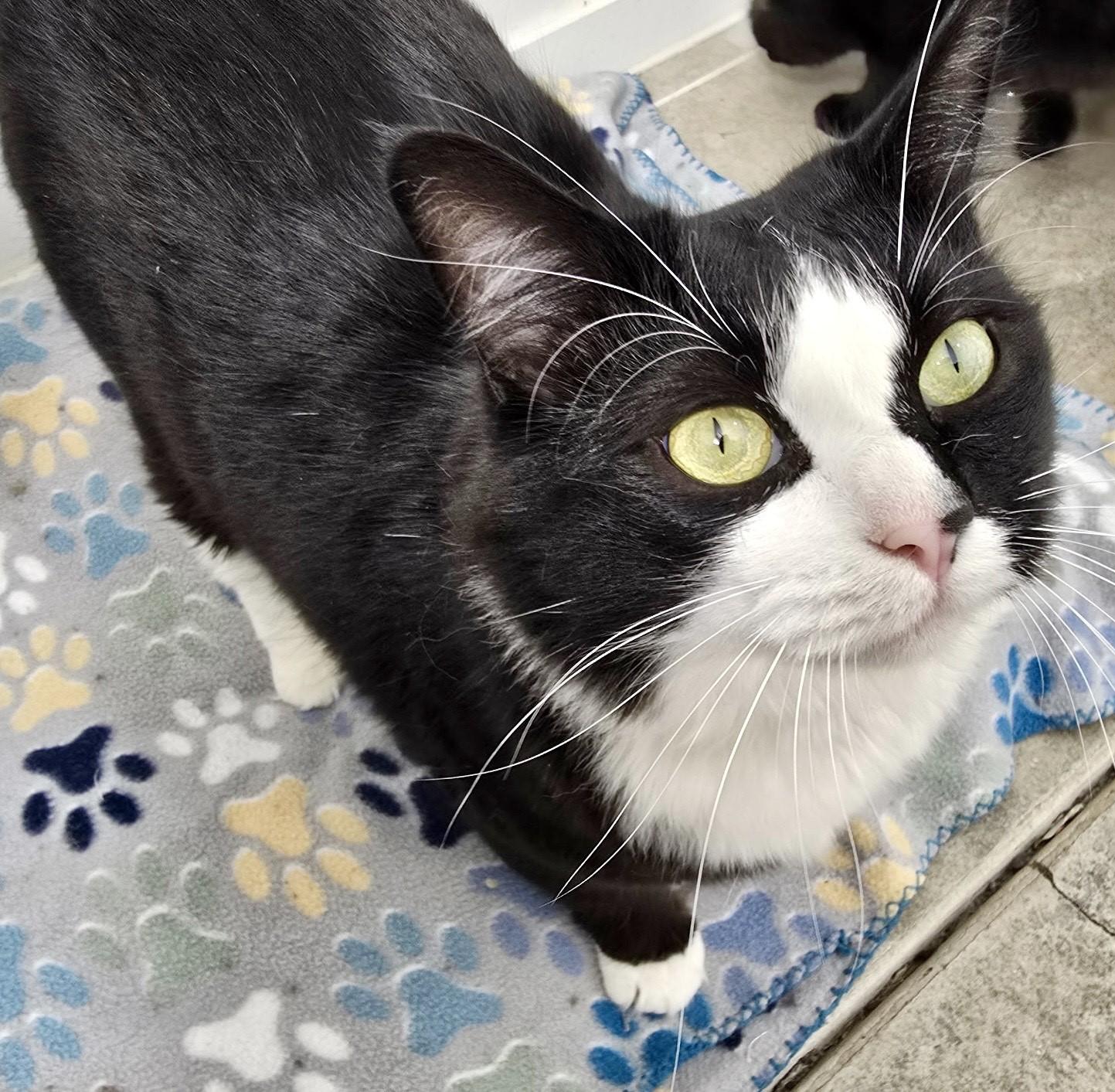Rico Suave, handsome, charming & tuxedo baby!, an adopted mixed breed in Bonney Lake, WA image 3/6