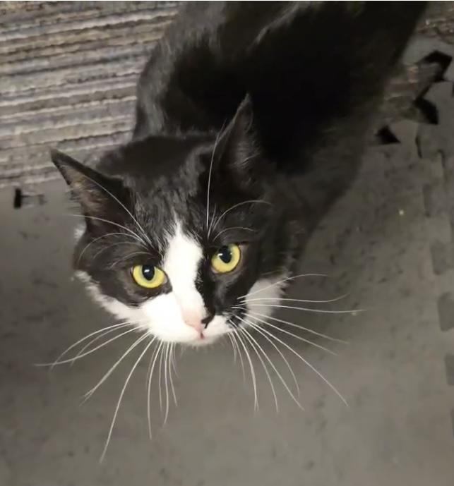 Rico Suave, handsome, charming & tuxedo baby!, an adopted mixed breed in Bonney Lake, WA image 4/6