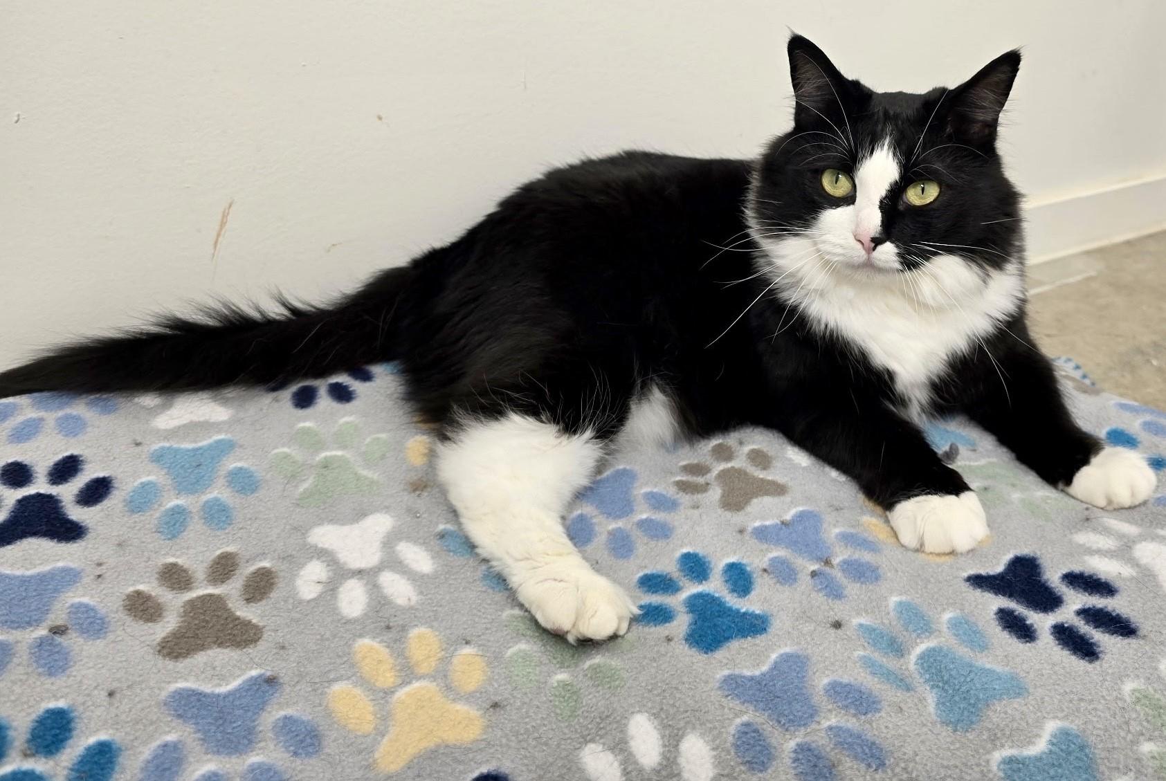 Rico Suave, handsome, charming & tuxedo baby!, adopted, Young Male Tuxedo & Domestic Medium Hair.