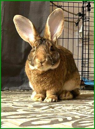 Simon, an adopted Flemish Giant in Waukesha, WI image 2/2