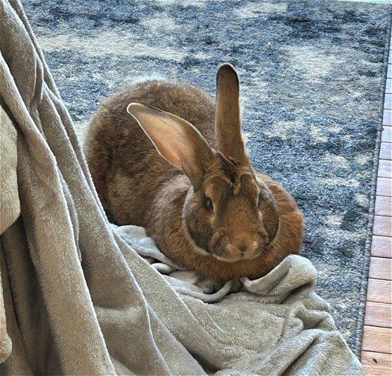 Simon, an adopted Flemish Giant in Waukesha, WI image 1/2