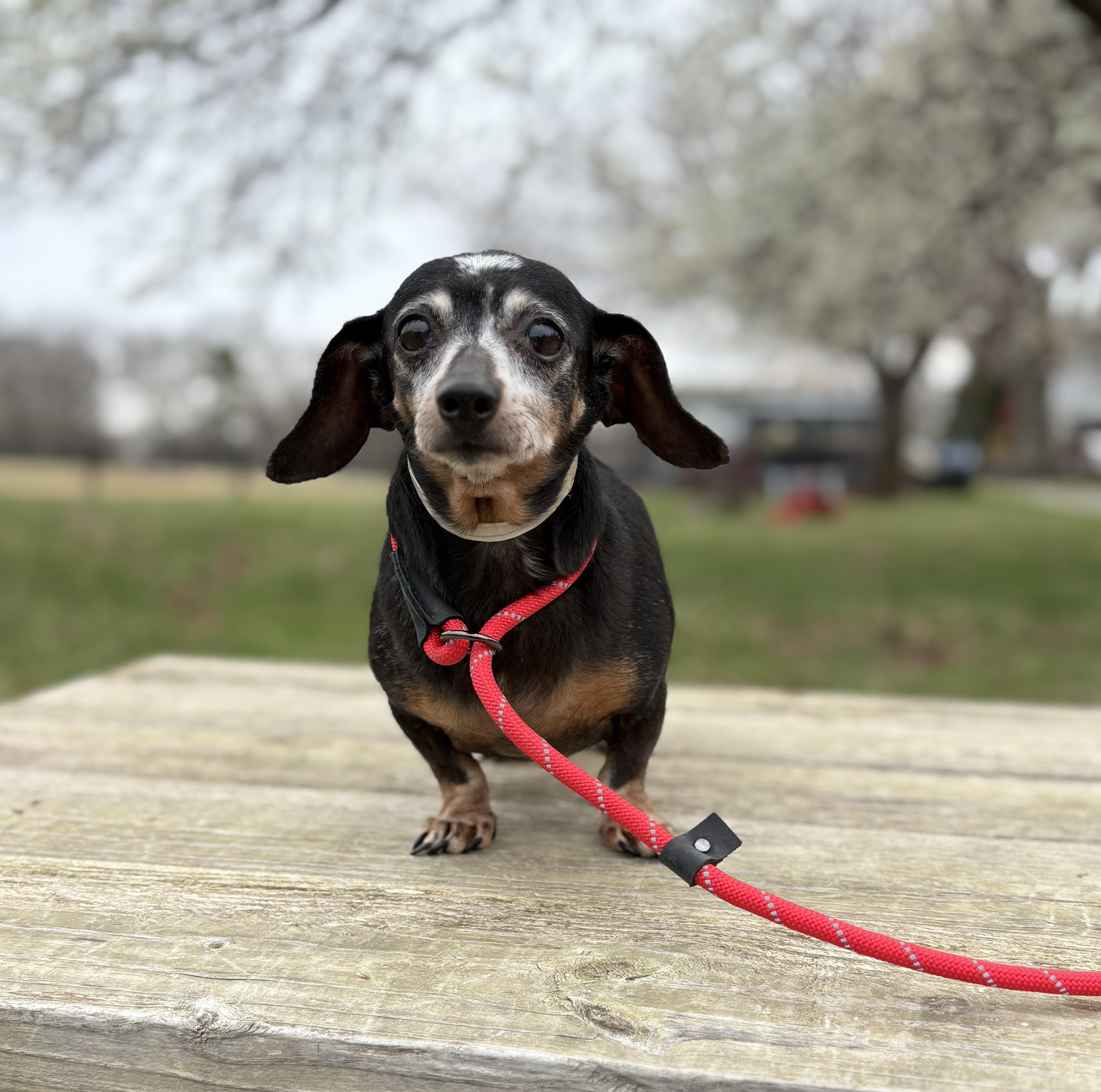 Enlarge Lainey, an adopted Miniature Dachshund in Louisa, VA image 2/4