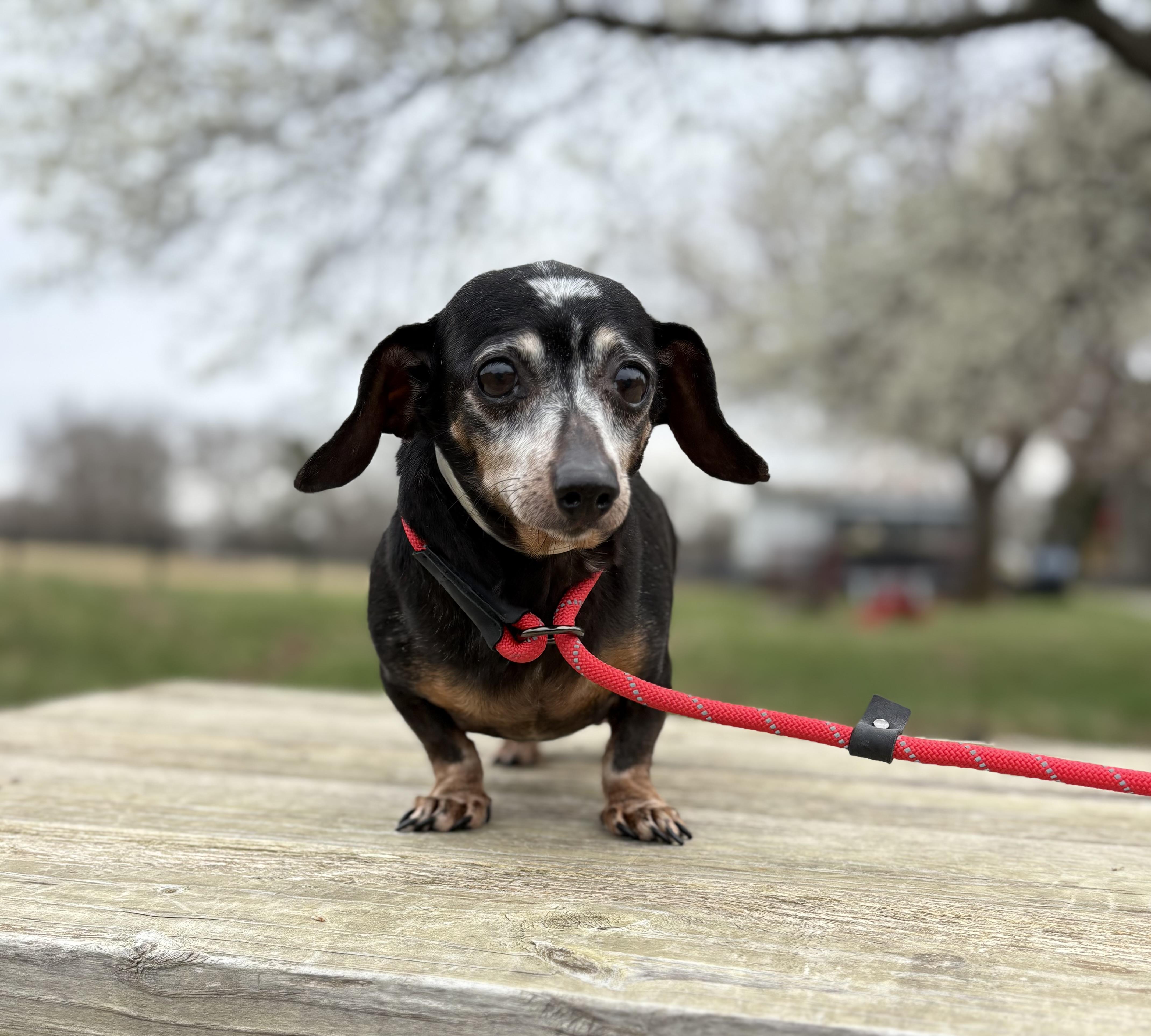 Enlarge Lainey, an adopted Miniature Dachshund in Louisa, VA image 3/4
