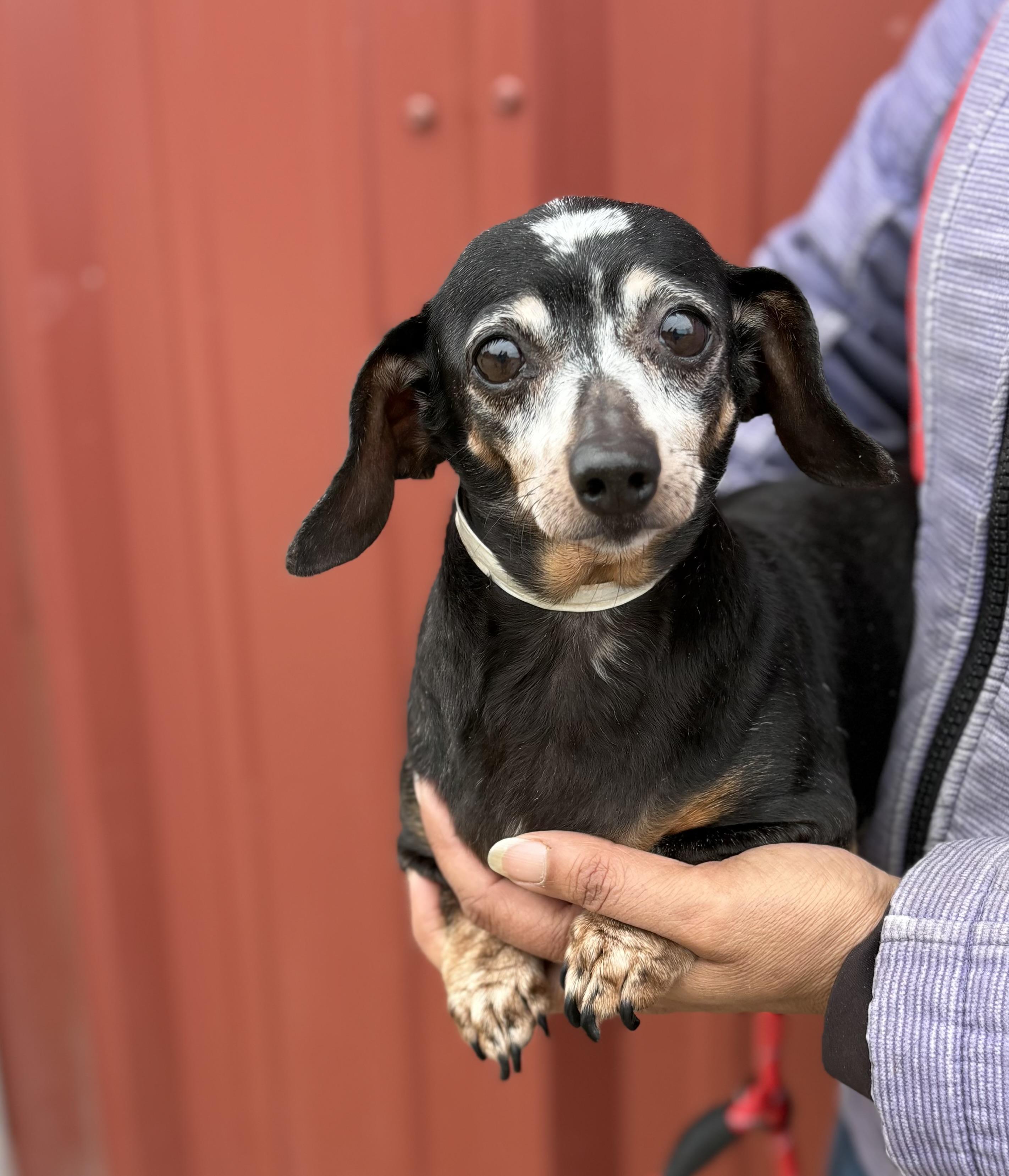 Enlarge Lainey, an adopted Miniature Dachshund in Louisa, VA image 1/4