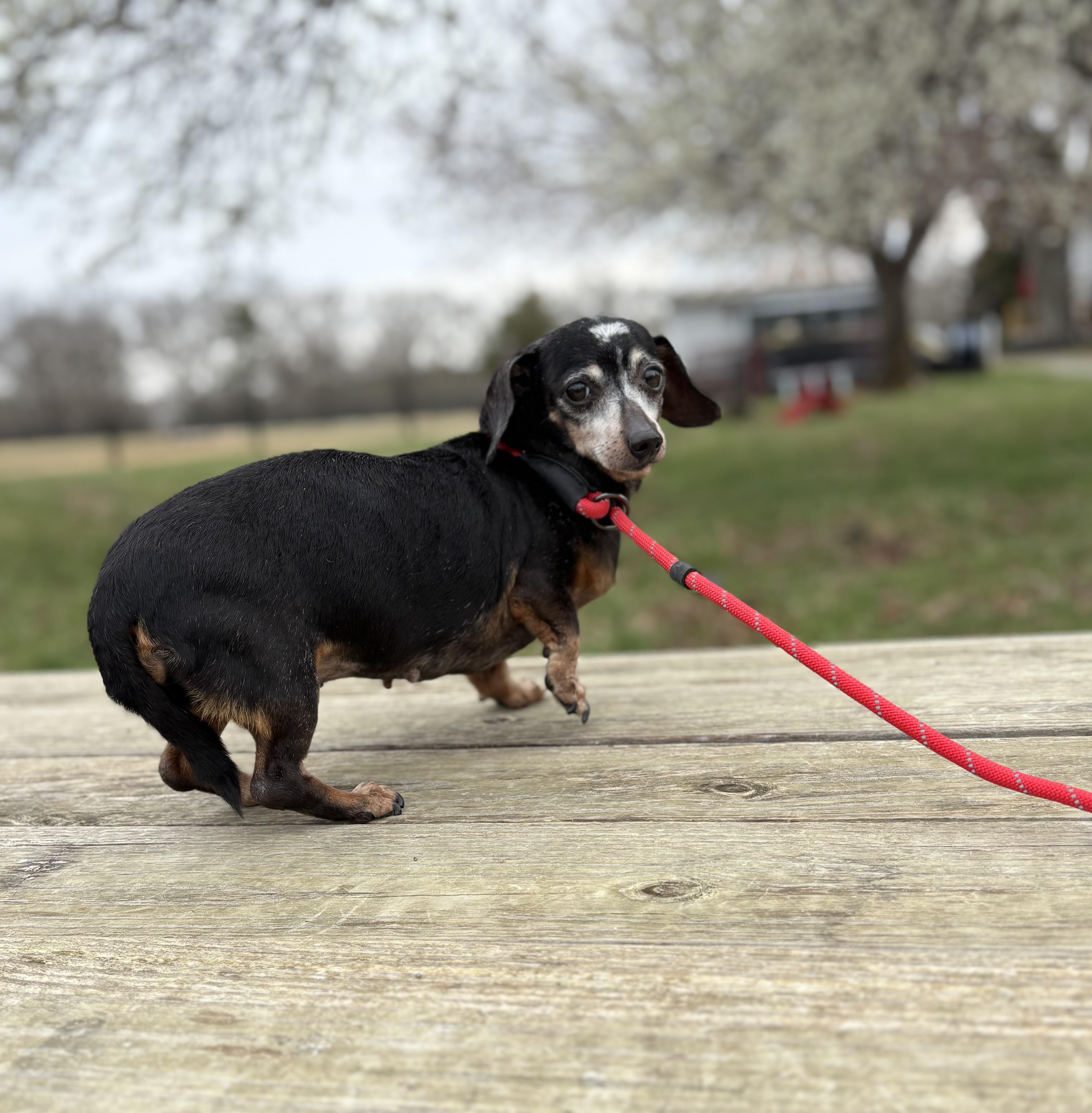 Enlarge Lainey, an adopted Miniature Dachshund in Louisa, VA image 4/4