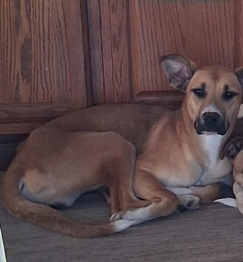 Enlarge Rusty, a ADOPTABLE mixed breed in Alliance, OH image 1/1