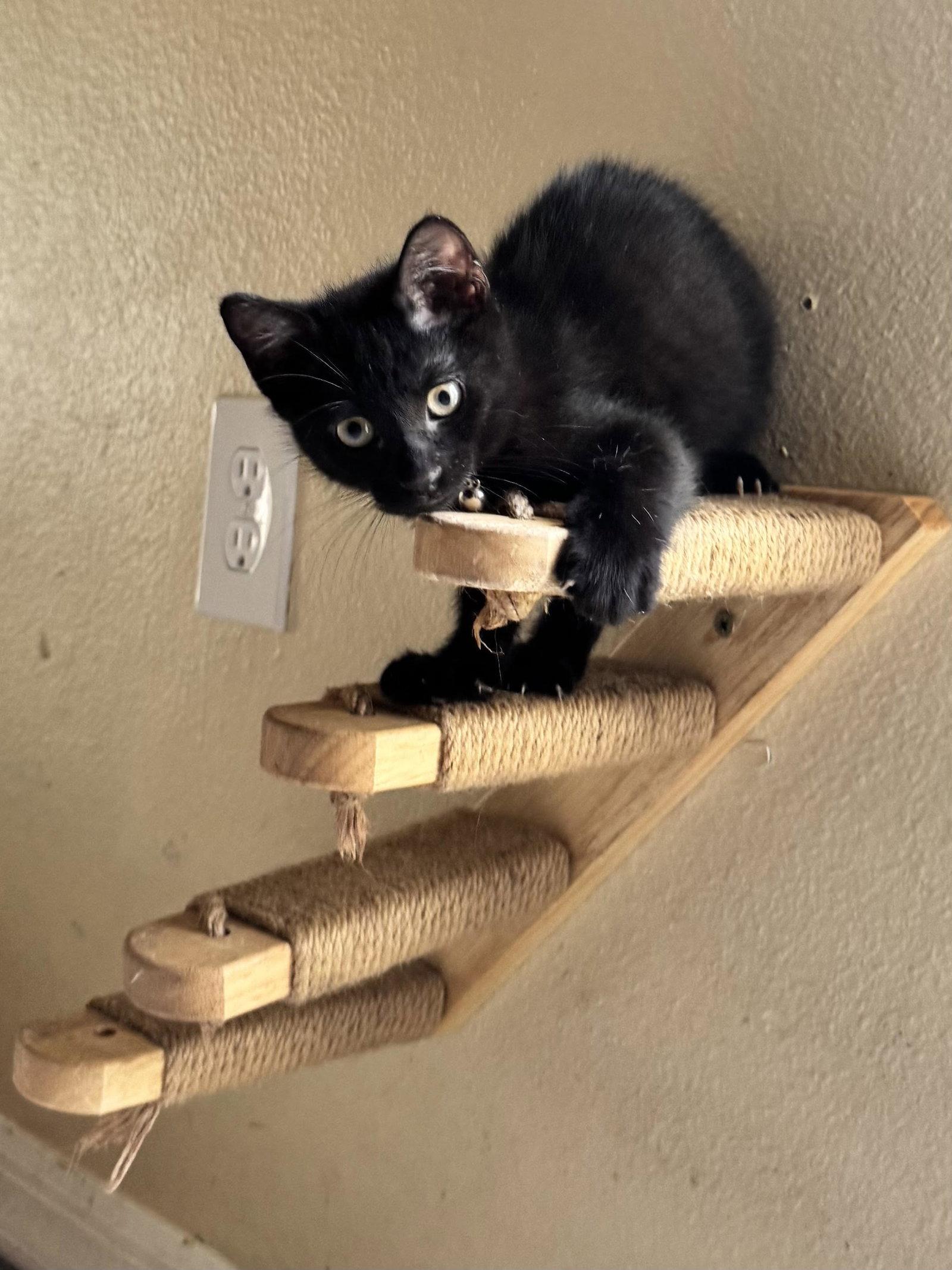 Enlarge Frank 3.15.26, a Adoptable Domestic Short Hair in Apopka, FL image 1/2