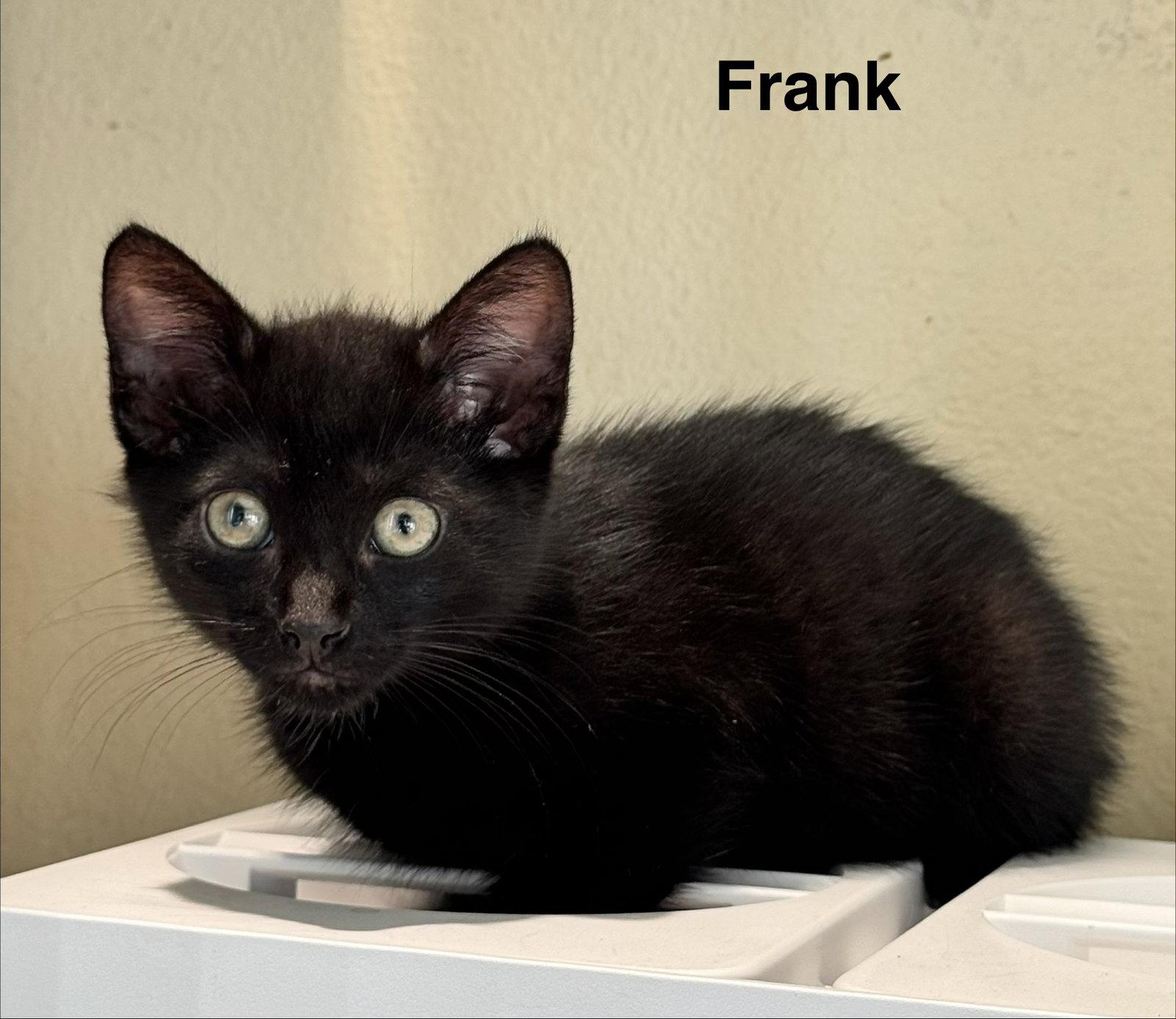Enlarge Frank 3.15.26, a Adoptable Domestic Short Hair in Apopka, FL image 2/2