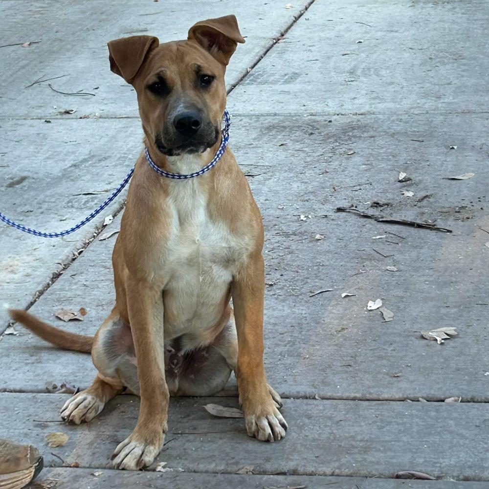 Baloo, Adoptable, Young Male Mixed Breed & Black Mouth Cur.