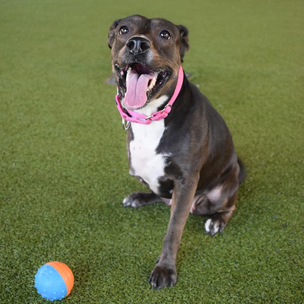 Enlarge Macy, a Adoptable mixed breed in West Palm Beach, FL image 1/6