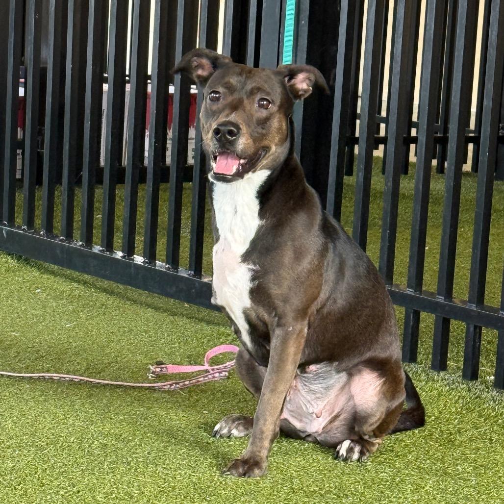 Enlarge Macy, a Adoptable mixed breed in West Palm Beach, FL image 2/6