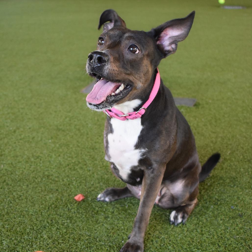 Enlarge Macy, a Adoptable mixed breed in West Palm Beach, FL image 5/6