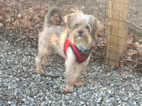 Enlarge Liam, an adopted Yorkshire Terrier in Turners Falls, MA image 3/4