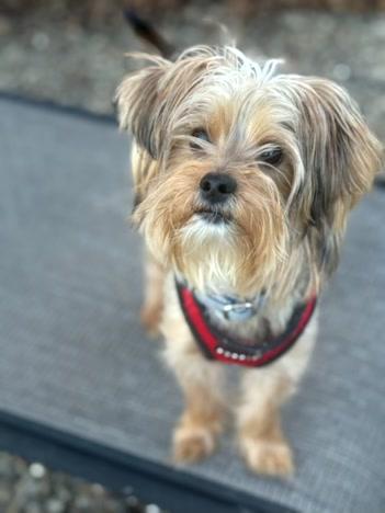 Liam, adopted, Adult Male Yorkshire Terrier.