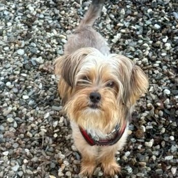 Enlarge Liam, an adopted Yorkshire Terrier in Turners Falls, MA image 2/4