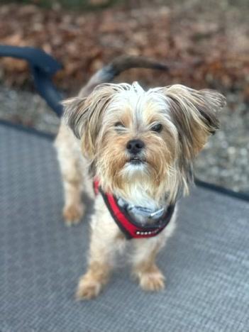 Enlarge Liam, an adopted Yorkshire Terrier in Turners Falls, MA image 4/4