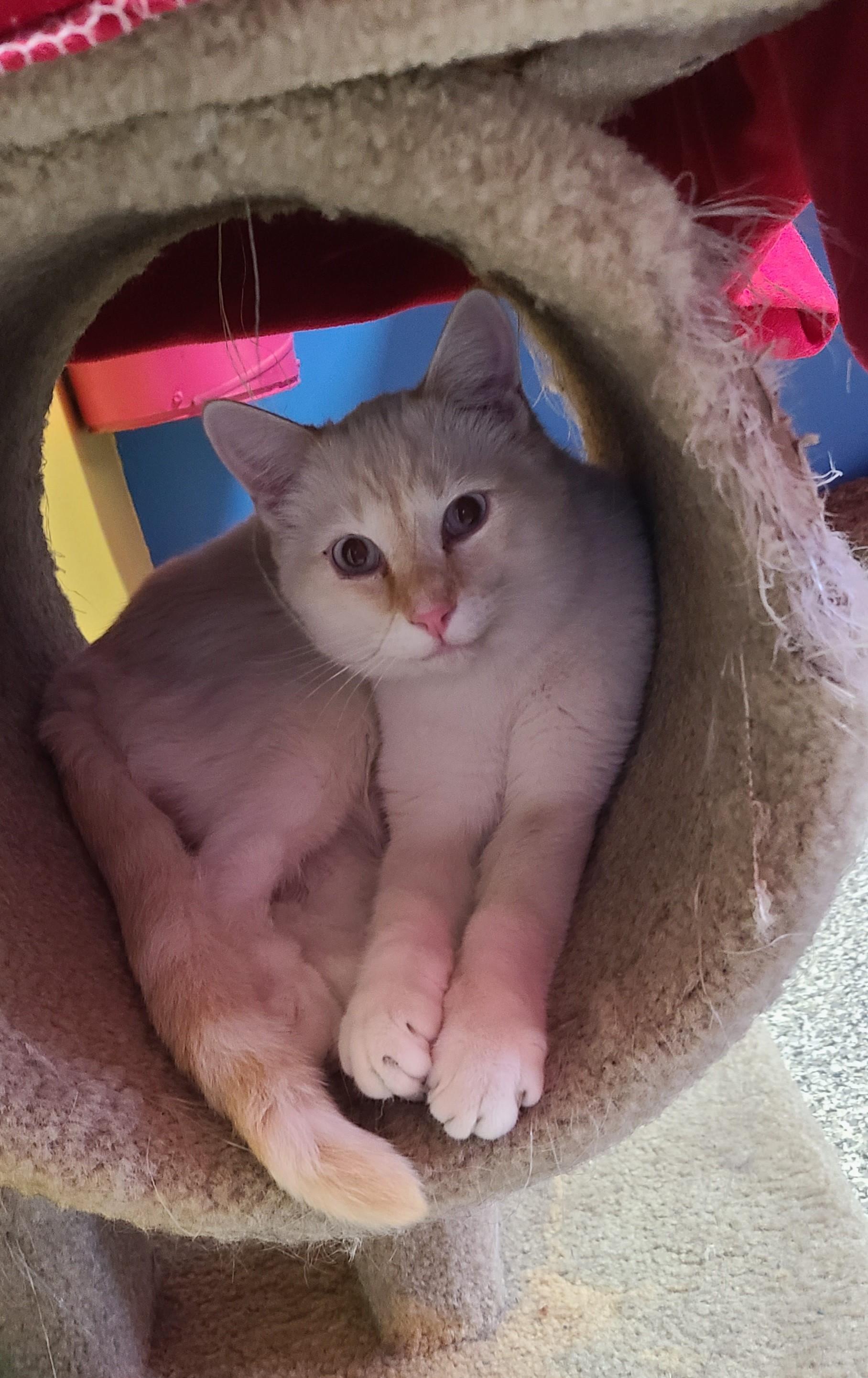Enlarge Bubbie, a Adopted Domestic Short Hair in Topeka, KS image 1/1