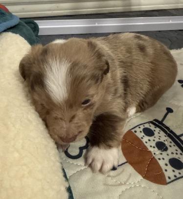 Enlarge Truvy (Dolly PAWton Litter), a Adoptable mixed breed in Arlington, TX image 1/6
