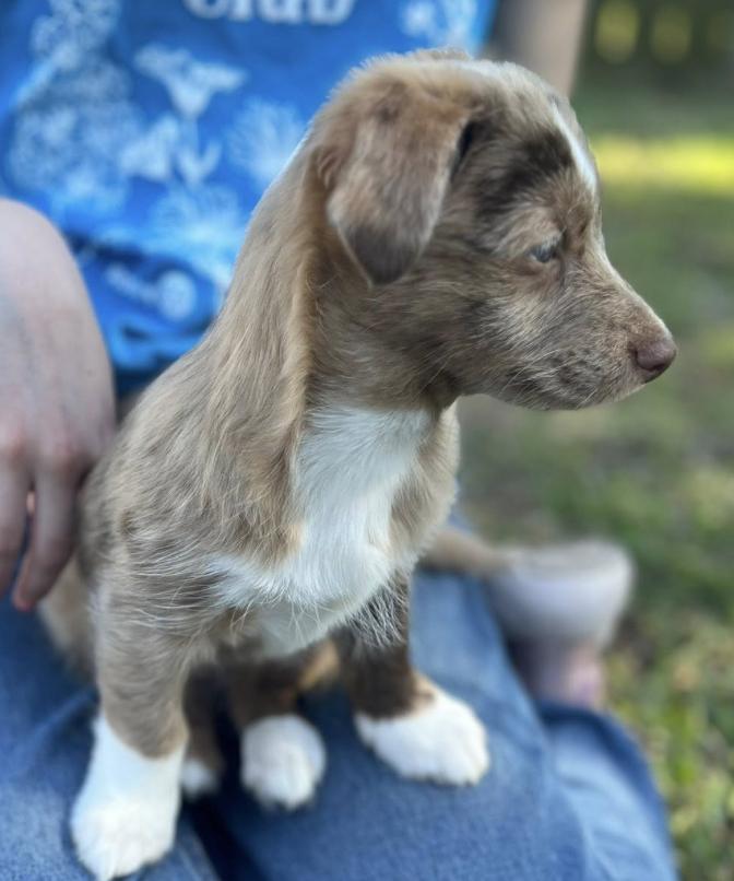 Enlarge Truvy (Dolly PAWton Litter), a Adoptable mixed breed in Arlington, TX image 2/6