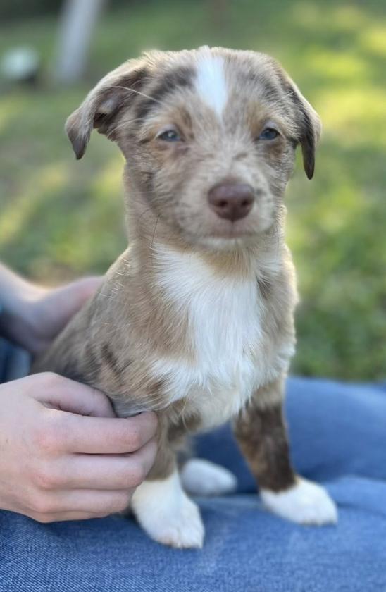 Enlarge Truvy (Dolly PAWton Litter), a Adoptable mixed breed in Arlington, TX image 4/6