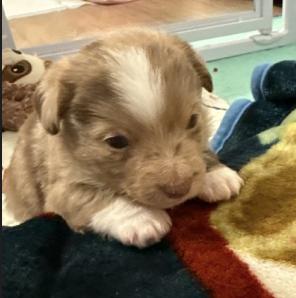 Enlarge Truvy (Dolly PAWton Litter), a Adoptable mixed breed in Arlington, TX image 5/6