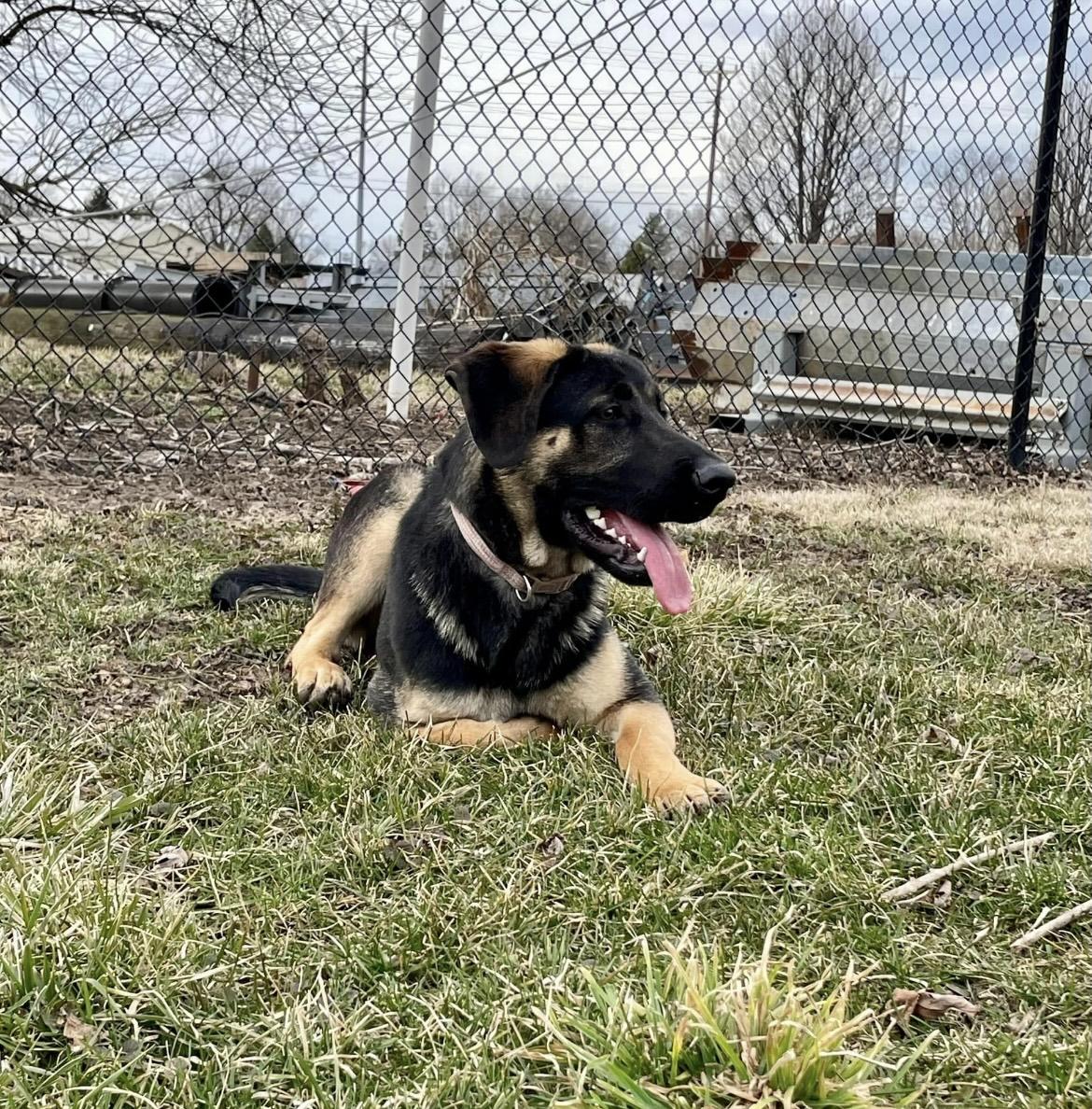 Enlarge Zara, an adoptable mixed breed in Rushville, IN image 1/2