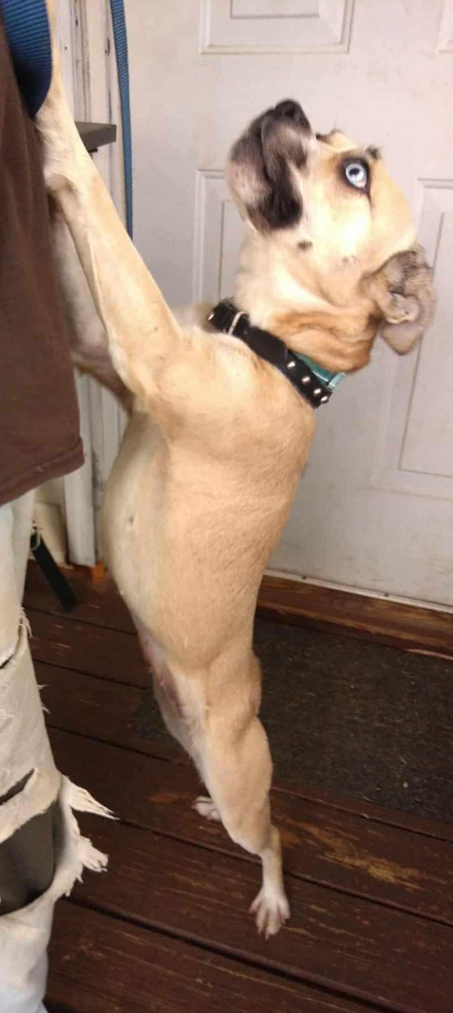 Enlarge Taylor, a Adoptable mixed breed in Hopkinton, MA image 5/5