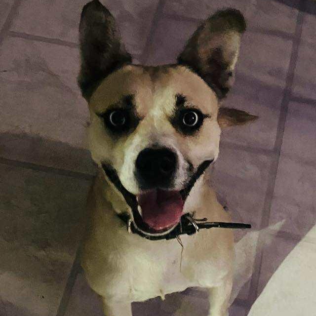 Enlarge Taylor, a Adoptable mixed breed in Hopkinton, MA image 3/5