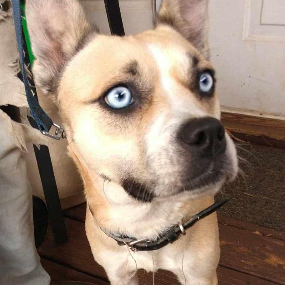 Enlarge Taylor, a Adoptable mixed breed in Hopkinton, MA image 4/5