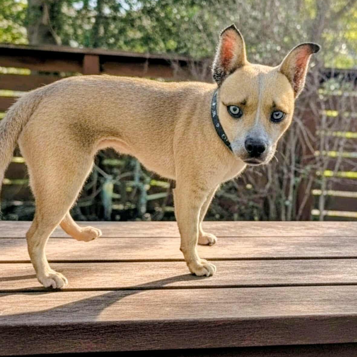 Enlarge Taylor, a Adoptable mixed breed in Hopkinton, MA image 1/5