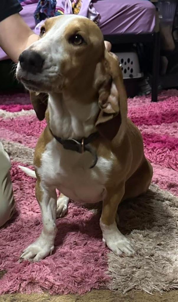 Enlarge Daisy, a Adoptable Basset Hound in Salt Lake City, UT image 1/2