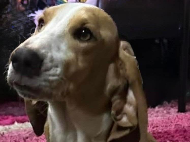 Enlarge Daisy, a Adoptable Basset Hound in Salt Lake City, UT image 2/2