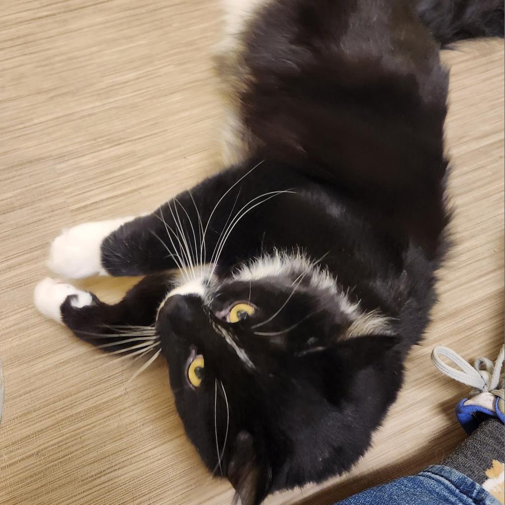 Bjorn, Adoptable, Senior Male Domestic Long Hair.