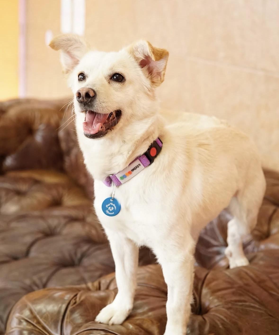 Bom Bom, an adopted mixed breed in Pasadena, CA image 4/5