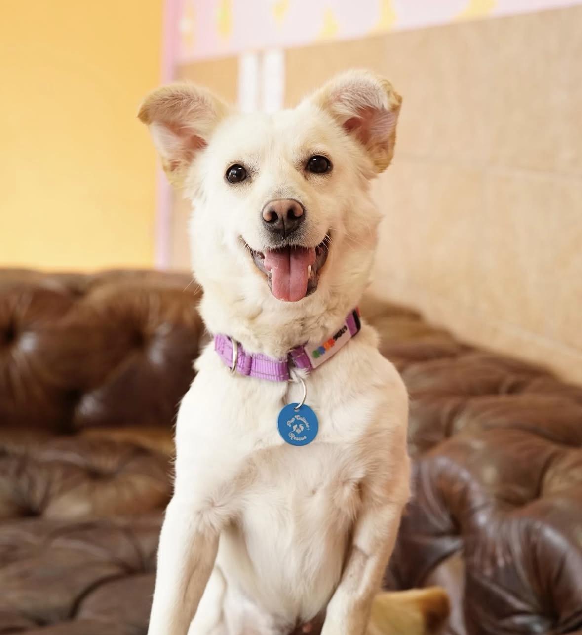 Bom Bom, an adopted mixed breed in Pasadena, CA image 1/5
