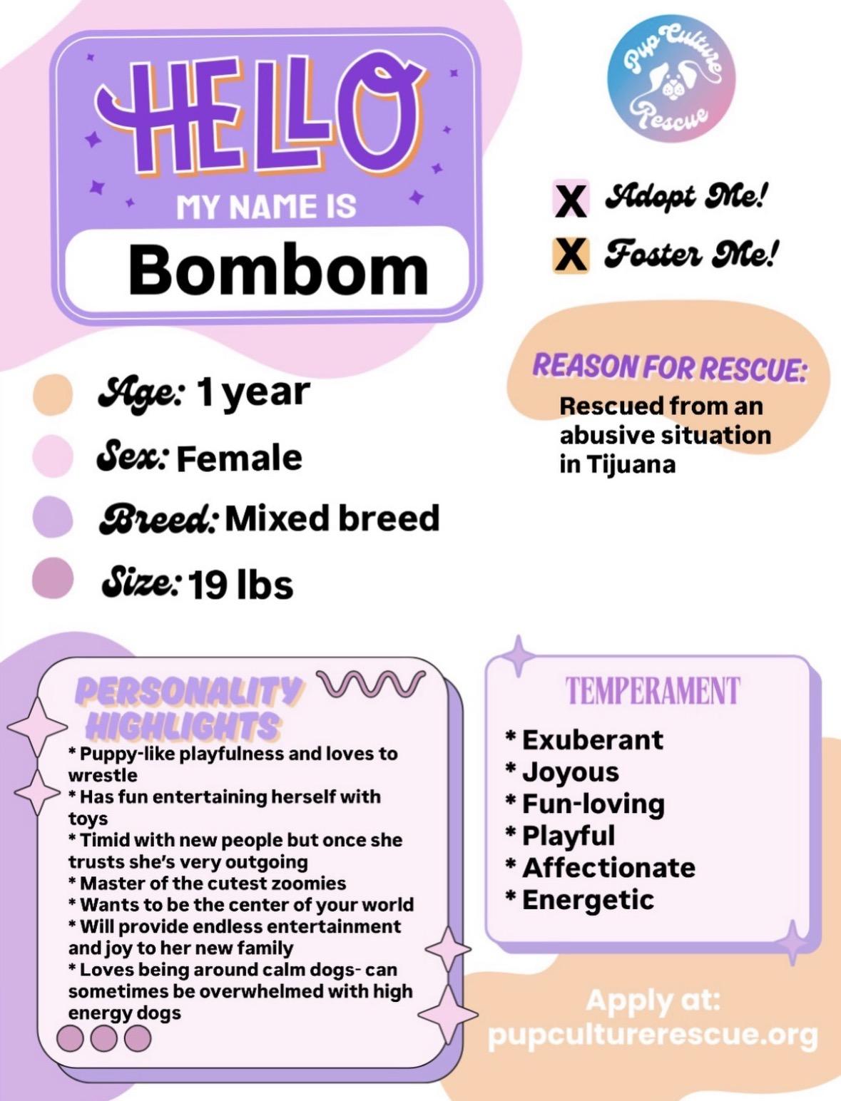 Bom Bom, an adopted mixed breed in Pasadena, CA image 2/5