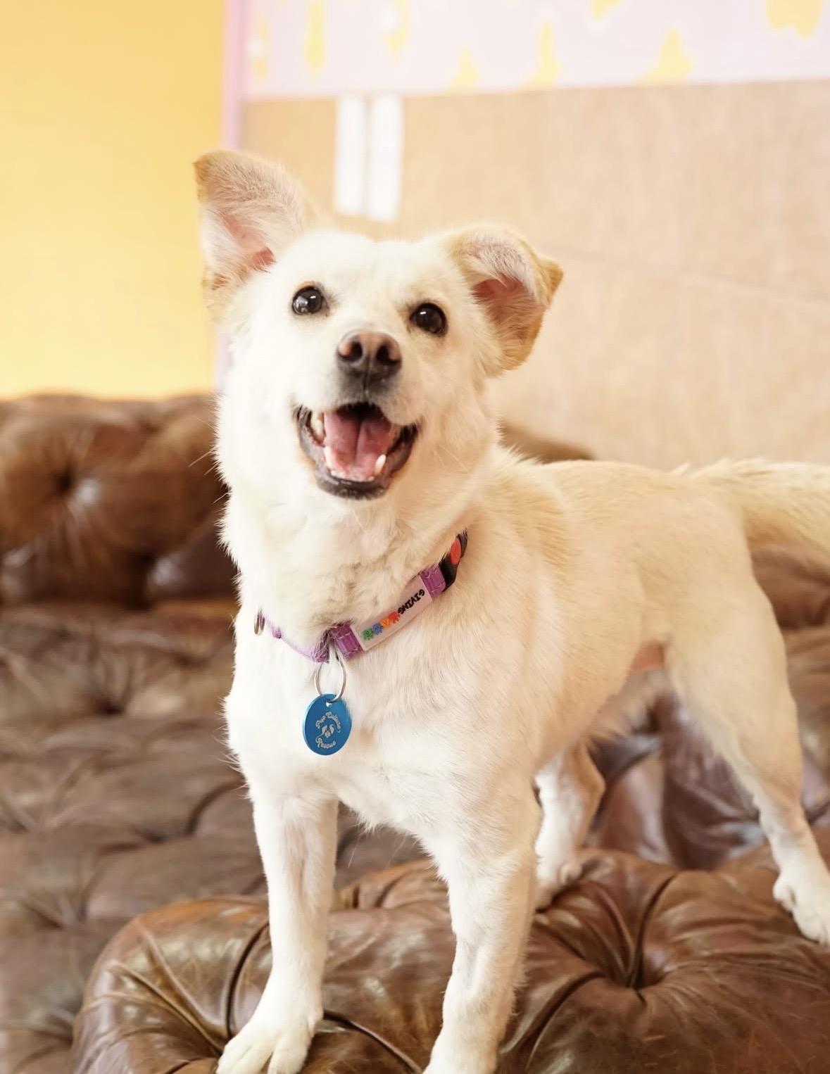 Bom Bom, an adopted mixed breed in Pasadena, CA image 3/5