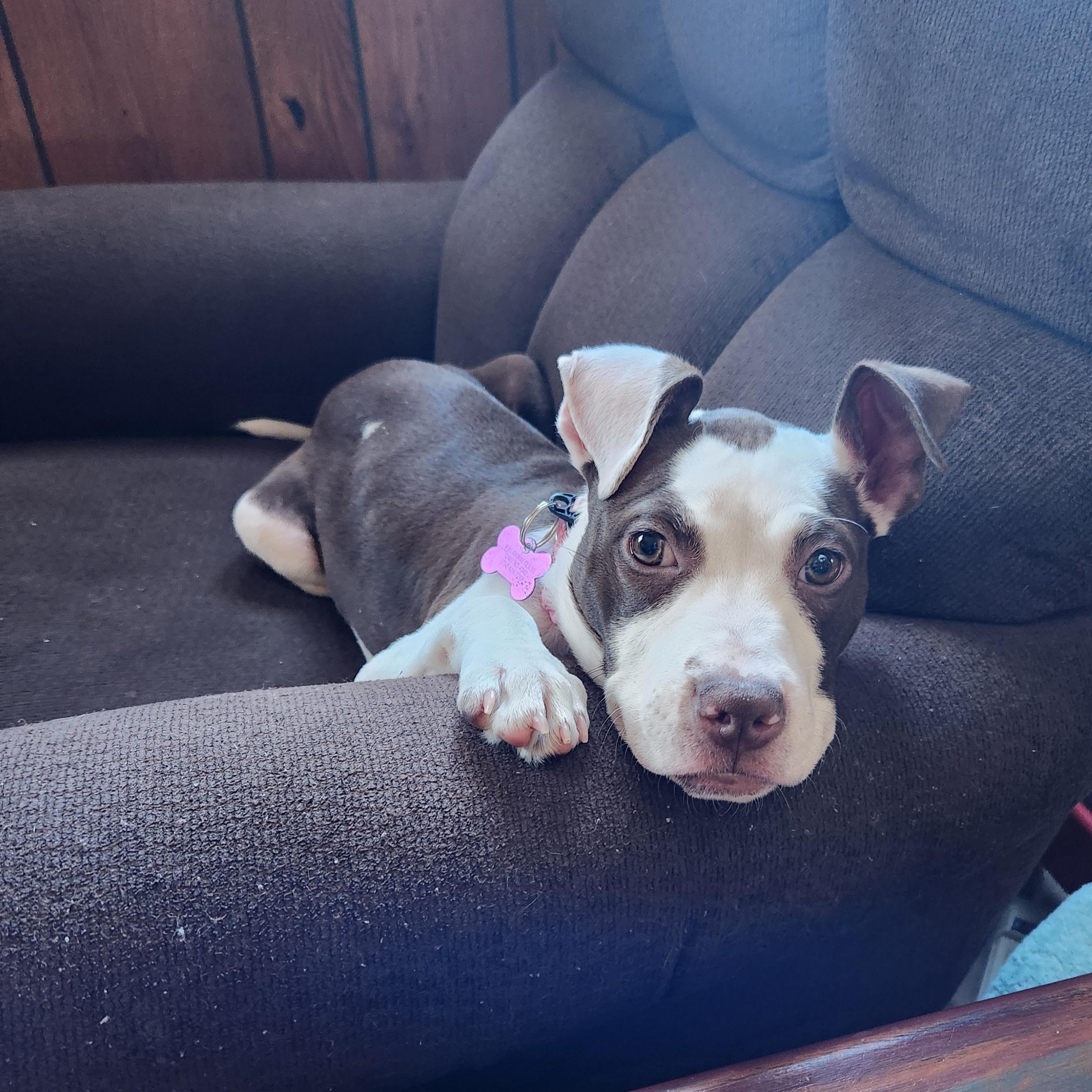 Enlarge Rhubarb, a Adoptable mixed breed in Livonia, MI image 4/5