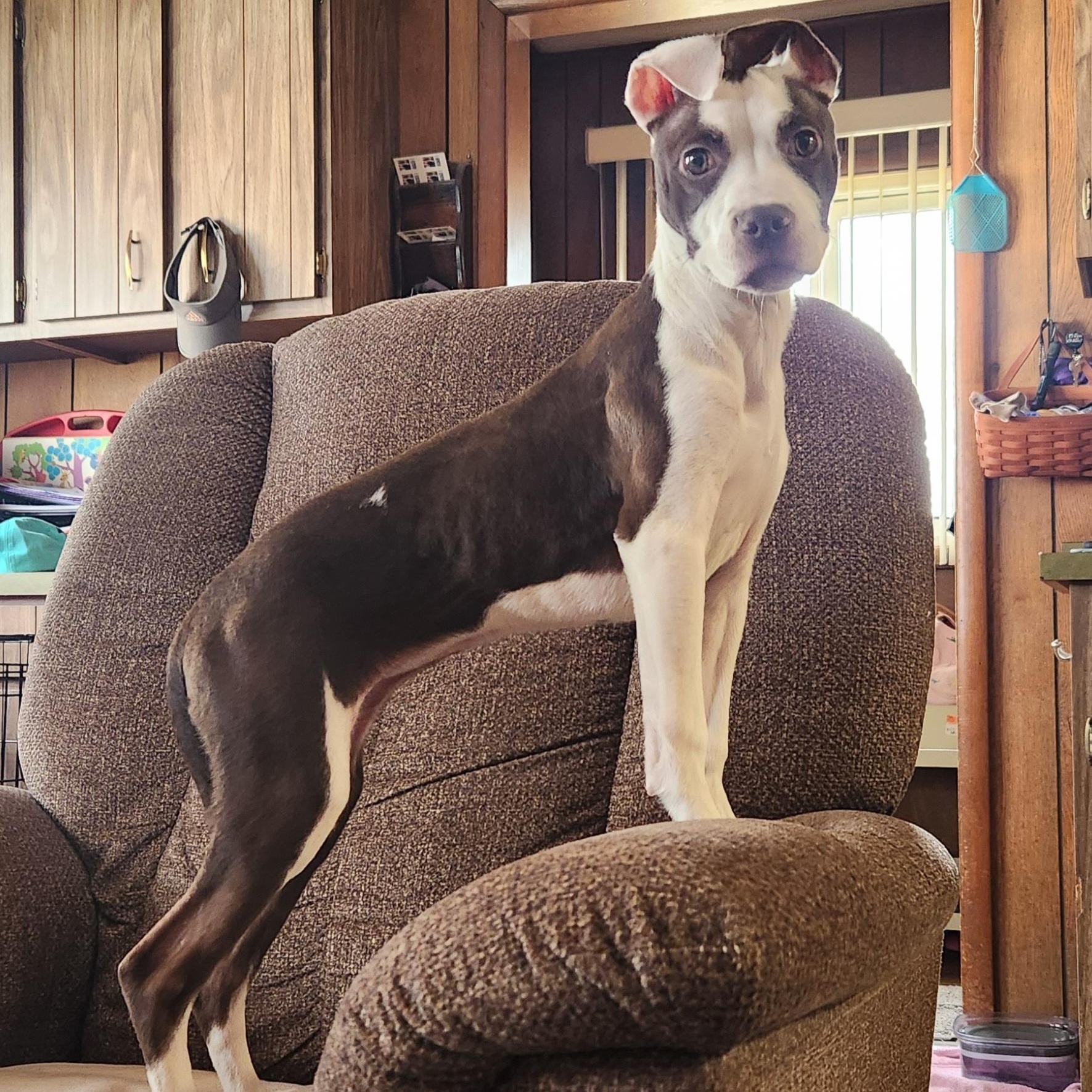 Enlarge Rhubarb, a Adoptable mixed breed in Livonia, MI image 3/5