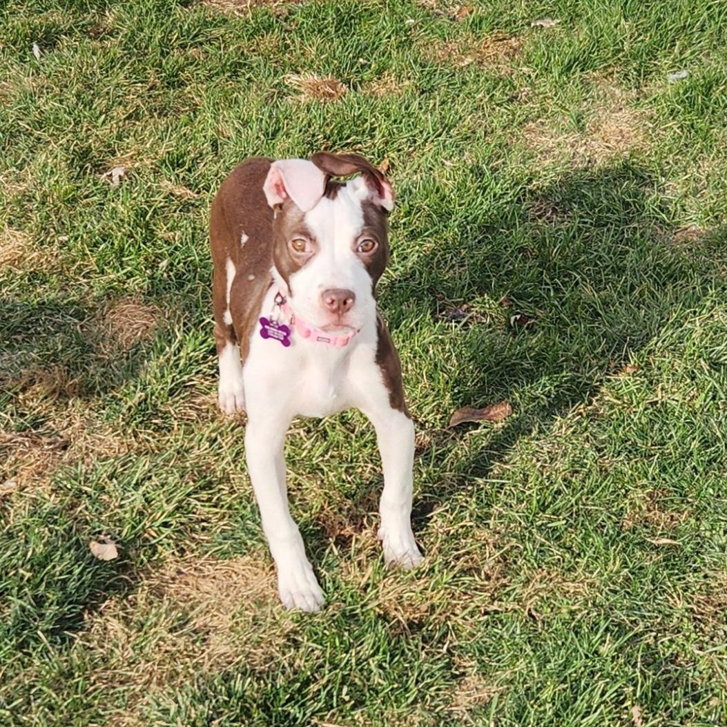 Enlarge Rhubarb, a Adoptable mixed breed in Livonia, MI image 5/5
