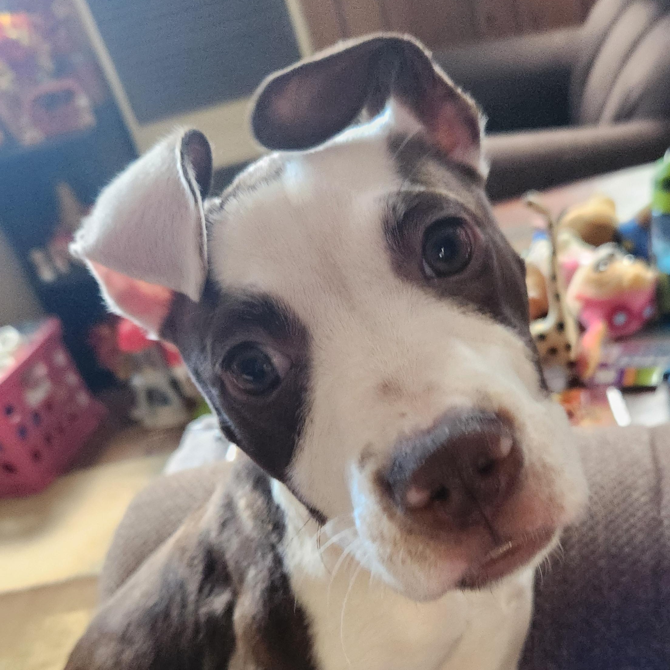 Rhubarb, Adoptable, Young Female Pit Bull Terrier.