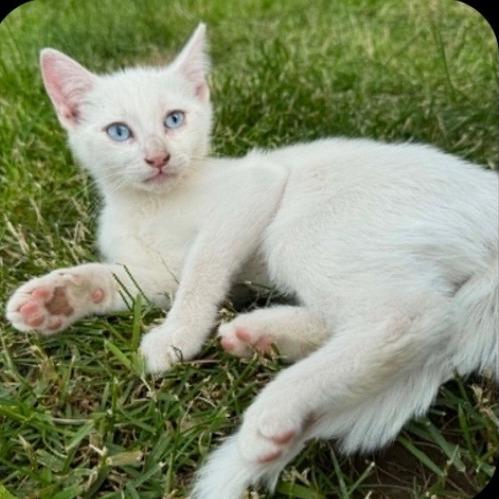 Ringo, Adoptable, Kitten Male Domestic Short Hair.