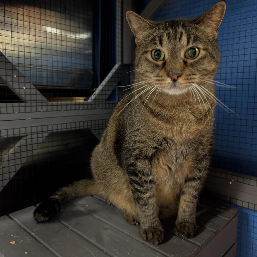Harley, a Adoptable mixed breed in Titusville, FL image 1/5