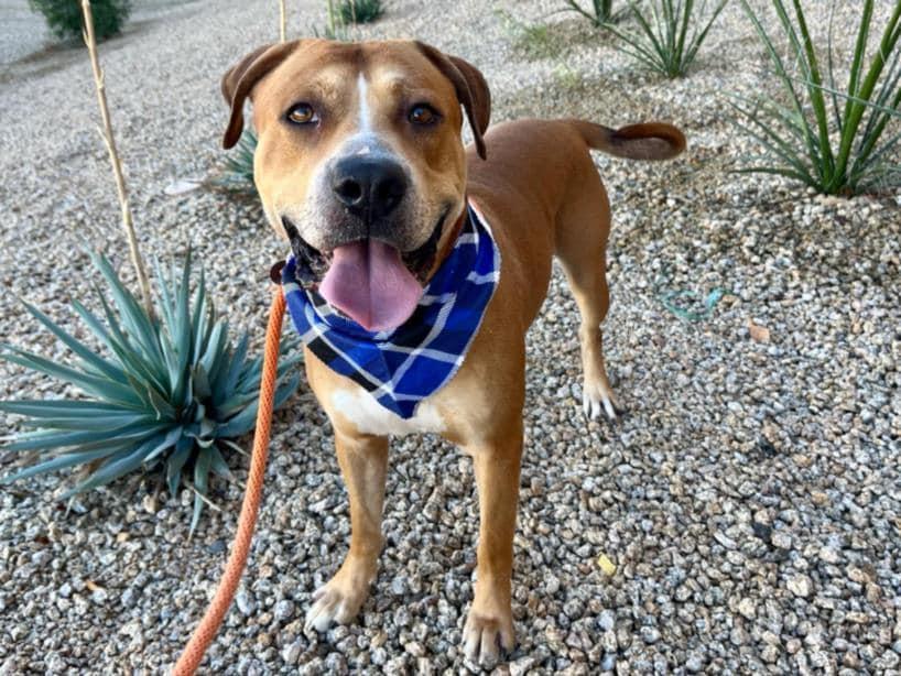 CHARLIE BROWN, Adopted, Adult Male American Staffordshire Terrier.