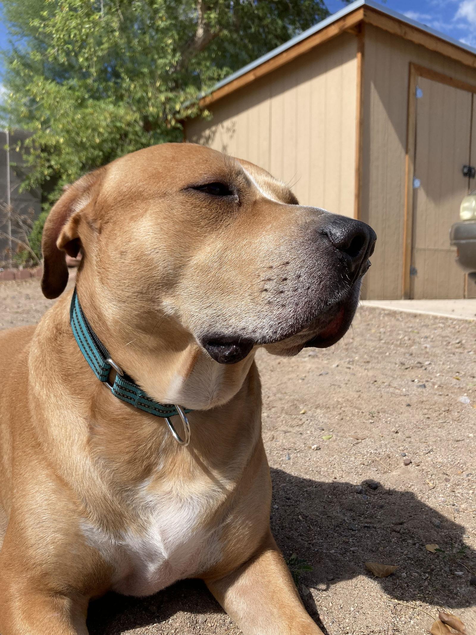 Enlarge CHARLIE BROWN, a Adopted American Staffordshire Terrier in Chandler, AZ image 2/2