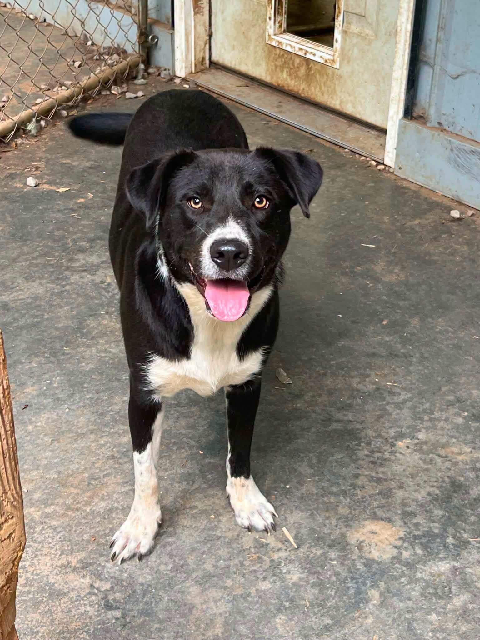 Milo, Adoptable, Young Male Mixed Breed.