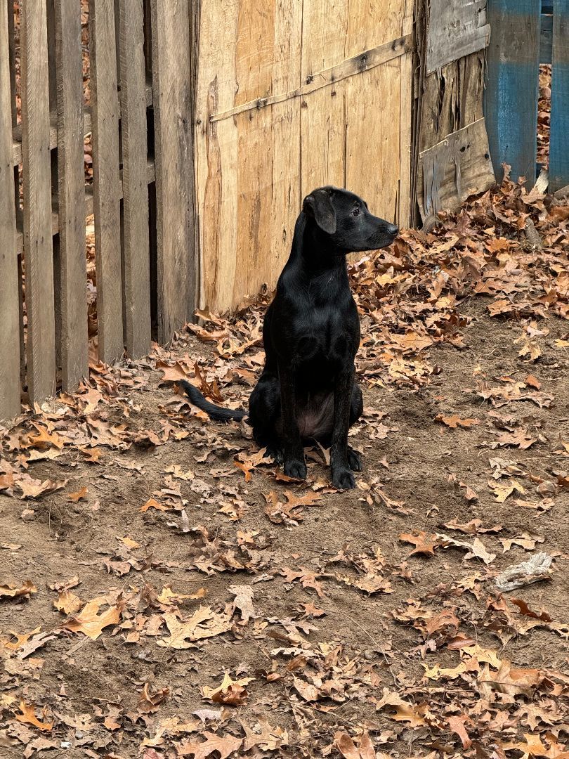 Enlarge UMA, a Adopted mixed breed in Ludington, MI image 3/4